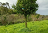 Non-developable land for sale in Gijón ref: TR73657 photo