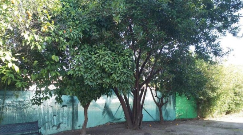 Córdoba - Alcolea - 2000m2