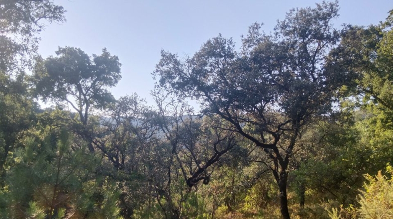 Huelva - Linares de la Sierra - 60000m2