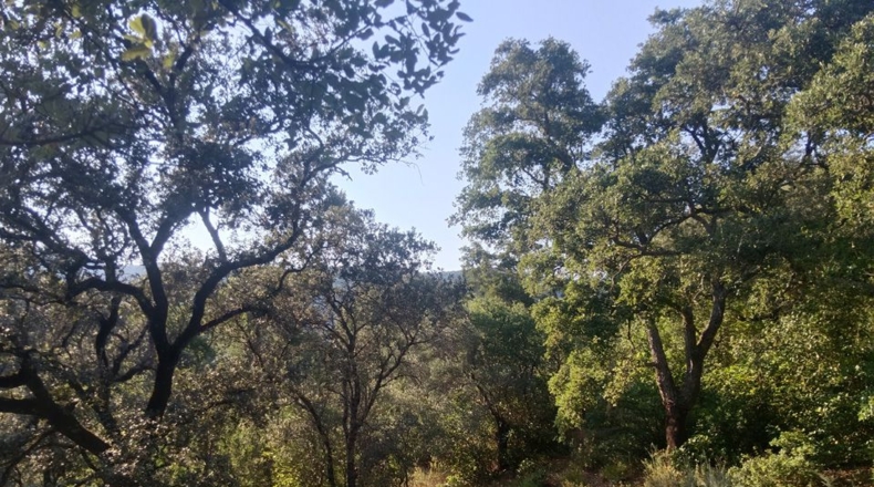 Huelva - Linares de la Sierra - 60000m2