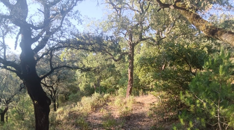 Huelva - Linares de la Sierra - 60000m2