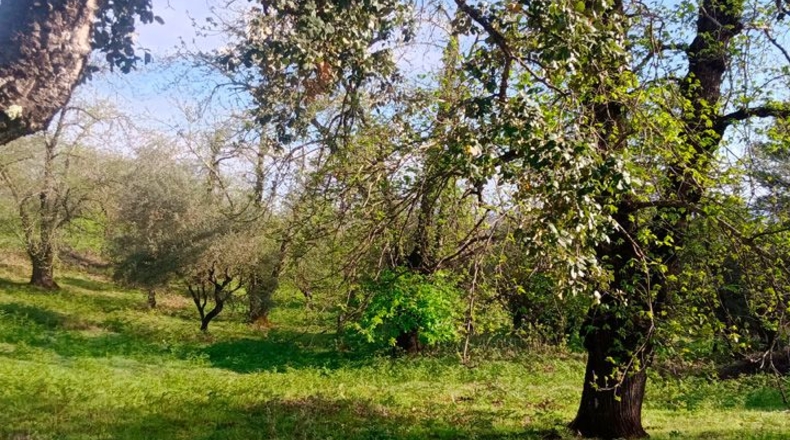 Huelva - Aracena - 170000m2