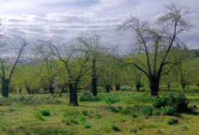 Aracena 170000&nbsp;m²