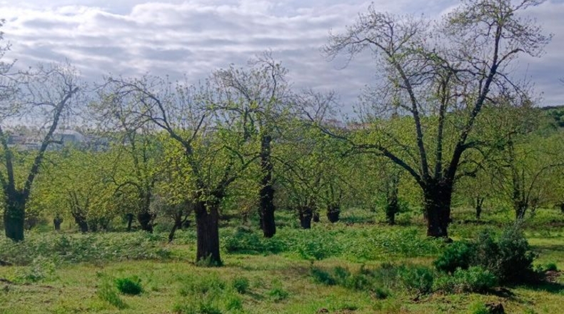 Huelva - Aracena - 170000m2