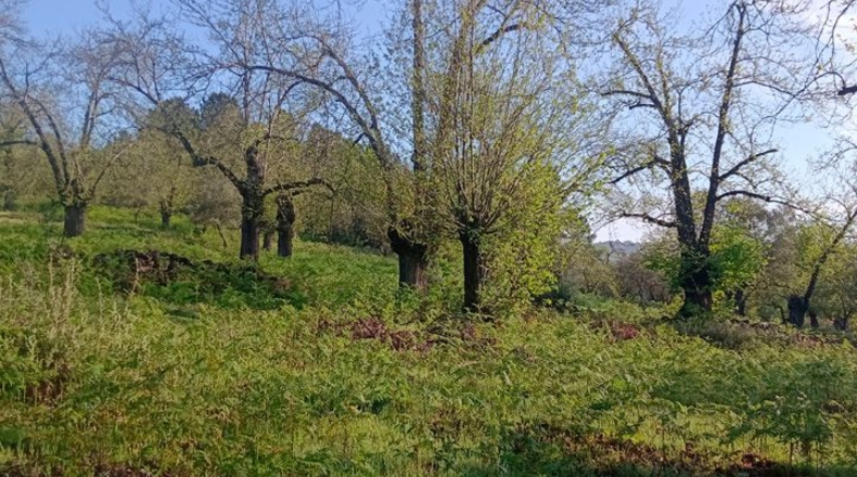 Huelva - Aracena - 170000m2