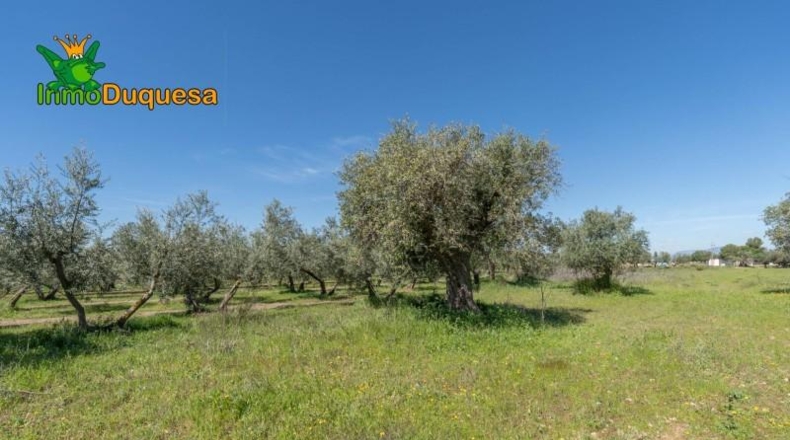 Granada - Villa de Otura - 6056m2