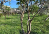 Casa con terreno en venta en Pazos de Borbén ref: TR408000 foto