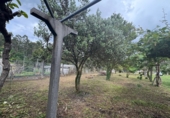 Casa con terreno en venta en Pazos de Borbén ref: TR408000 foto