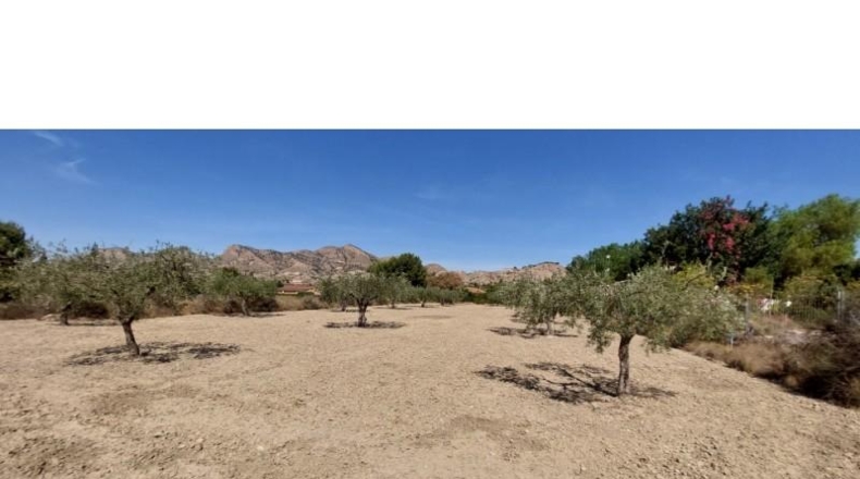 Alicante - Alicante - 8663m2