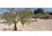 Non-developable land for sale on España, La Alcoraya, ref: TR122376 photo