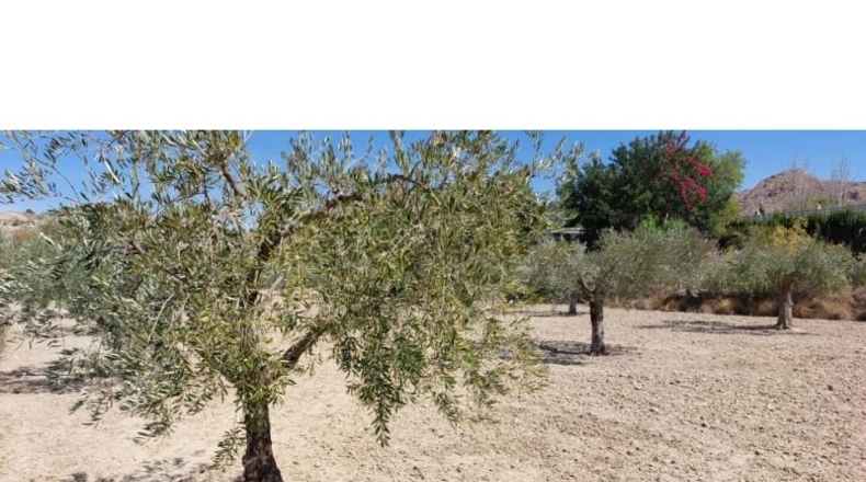 Alicante - Alicante - 8663m2