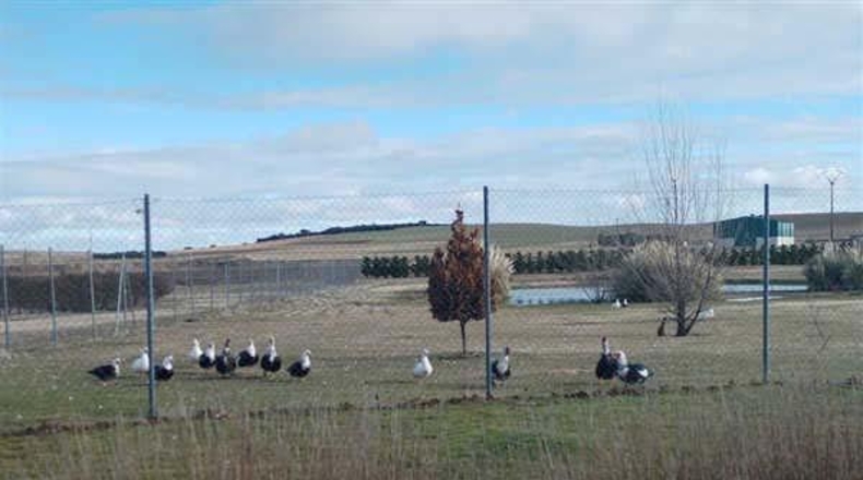 Segovia - Codorniz - 116690m2