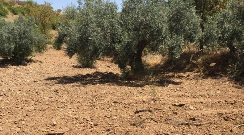 Murcia - Lorca - 239m2