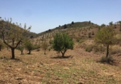 Casa de campo con terreno en venta en la España, Lorca, ref: TR408079 foto