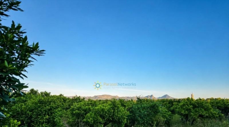 Valencia - Palmera - 2533m2