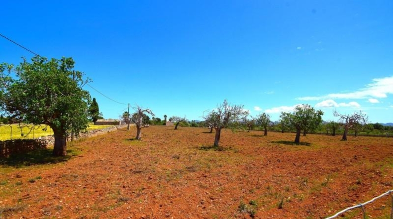 Islas Baleares - Santa Margalida - 8325m2