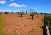 Non-developable land for sale on España, Santa Margalida, ref: TR408160 photo