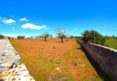 Non-developable land for sale on España, Santa Margalida, ref: TR408160 photo