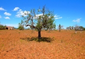 Non-developable land for sale on España, Santa Margalida, ref: TR408160 photo
