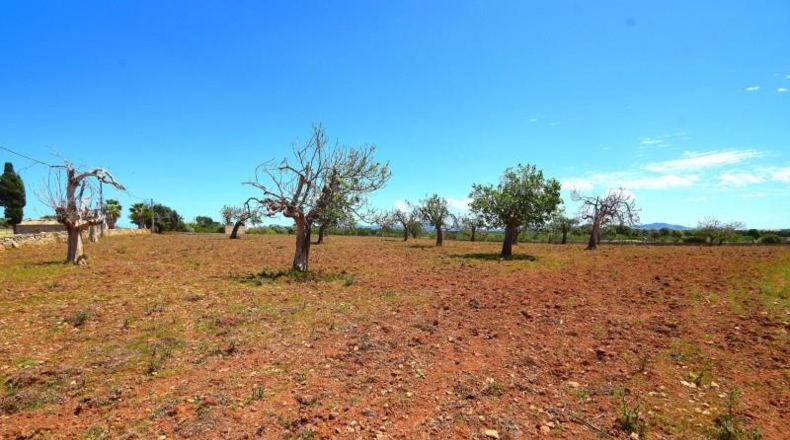 Islas Baleares - Santa Margalida - 8325m2