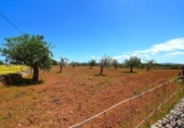 Non-developable land for sale on España, Santa Margalida, ref: TR408160 photo