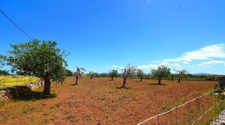 Islas Baleares - Santa Margalida - 8325m2