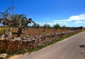 Non-developable land for sale on España, Santa Margalida, ref: TR408160 photo