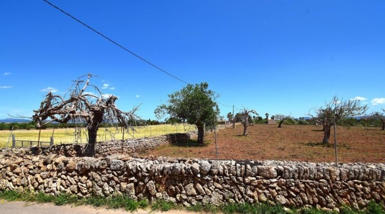 Islas Baleares - Santa Margalida - 8325m2
