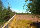 Non-developable land for sale on España, Santa Margalida, ref: TR408160 photo