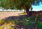 Non-developable land for sale on España, Santa Margalida, ref: TR408160 photo
