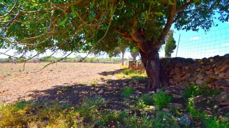 Islas Baleares - Santa Margalida - 8325m2