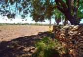 Non-developable land for sale on España, Santa Margalida, ref: TR408160 photo