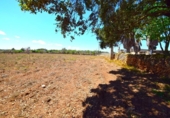 Non-developable land for sale on España, Santa Margalida, ref: TR408160 photo