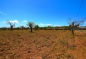 Non-developable land for sale on España, Santa Margalida, ref: TR408160 photo