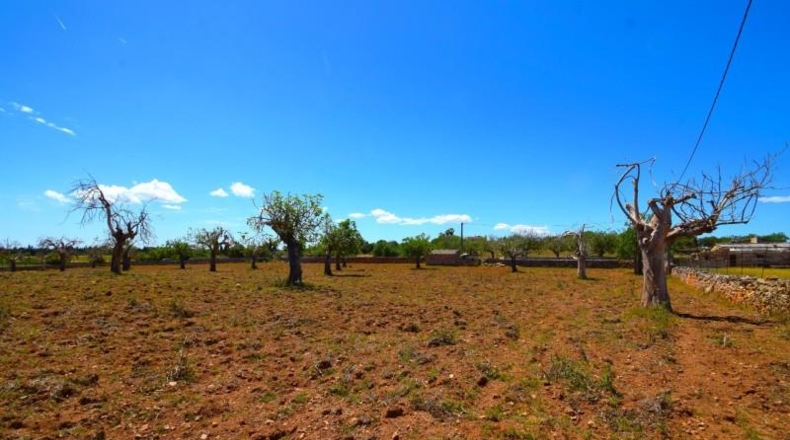 Islas Baleares - Santa Margalida - 8325m2