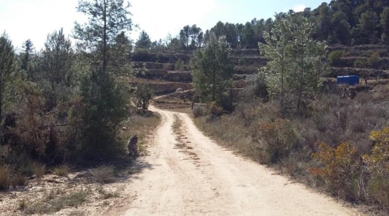 Teruel - Arens de Lledó - 35878m2