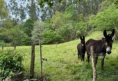 Non-developable land for sale on España, Roiz, ref: TR408183 photo