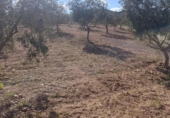 Terreno no urbanizable en venta en la España, Molina de Segura, ref: TR408186 foto