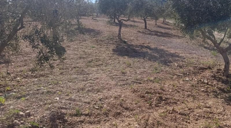 Murcia - Molina de Segura - 80000m2