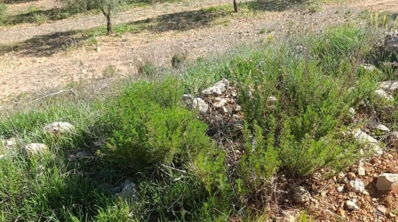 Murcia - Molina de Segura - 80000m2