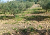 Terreno no urbanizable en venta en la España, Molina de Segura, ref: TR408186 foto