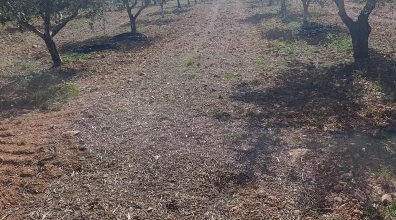 Murcia - Molina de Segura - 80000m2