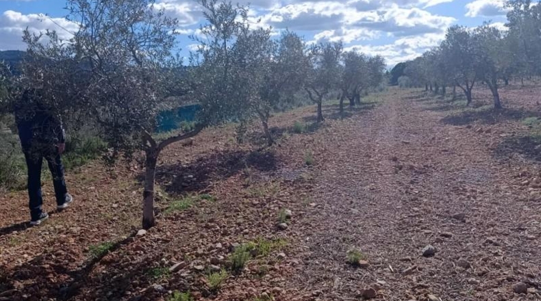 Murcia - Molina de Segura - 80000m2