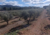 Terreno no urbanizable en venta en la España, Molina de Segura, ref: TR408186 foto