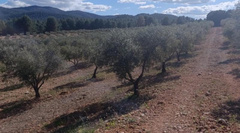 Murcia - Molina de Segura - 80000m2