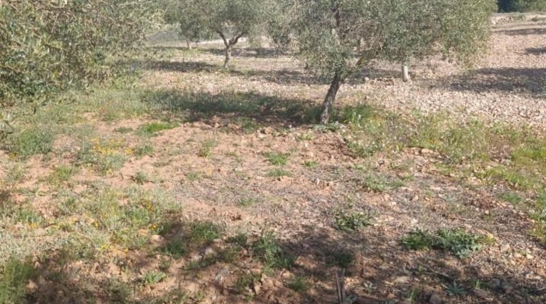 Murcia - Molina de Segura - 80000m2