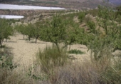 Casa de camp amb terreny en venda a la España, Ugíjar, ref.: TR135372 foto