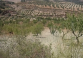 Casa de camp amb terreny en venda a la España, Ugíjar, ref.: TR135372 foto