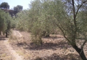 Casa de camp amb terreny en venda a la España, Ugíjar, ref.: TR135372 foto