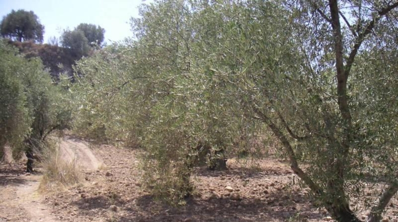 Granada - Ugíjar - 400m2